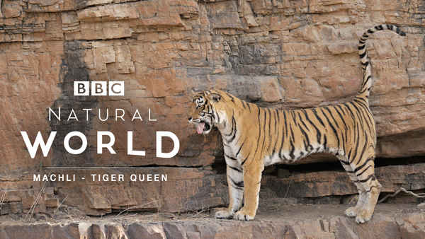 Natural World: Machli - Tiger Queen Poster 2