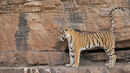 Natural World: Machli - Tiger Queen Poster 3