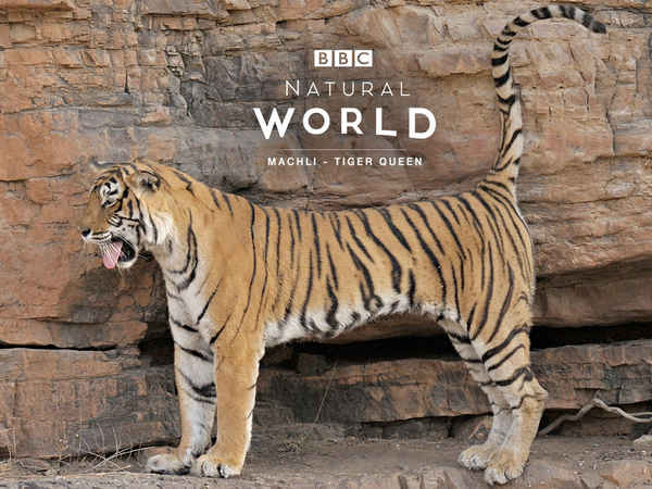 Natural World: Machli - Tiger Queen Poster 6