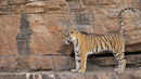 Natural World: Machli - Tiger Queen Poster 4