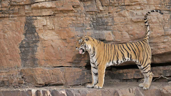 Natural World: Machli - Tiger Queen Poster 4