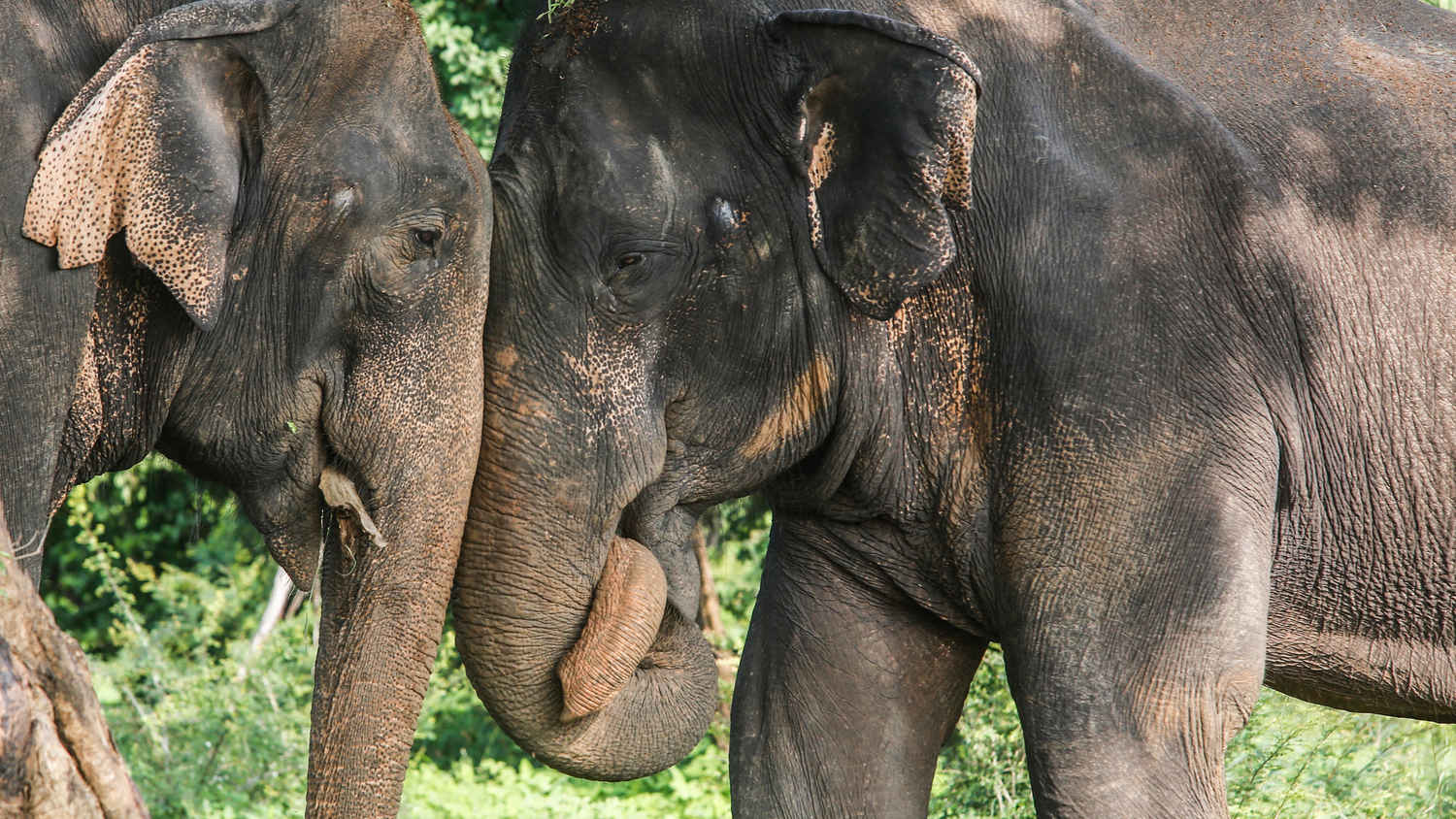 Natural World: Sri Lanka - Elephant Island