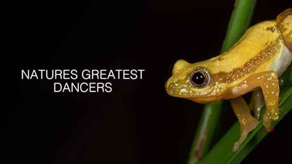 Nature’s Greatest Dancers Poster 5