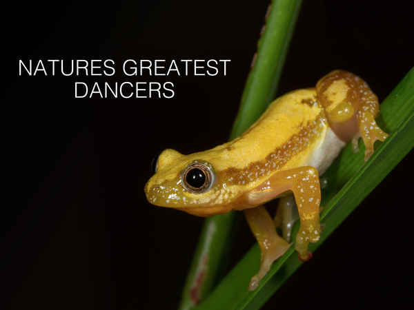Nature’s Greatest Dancers Poster 2