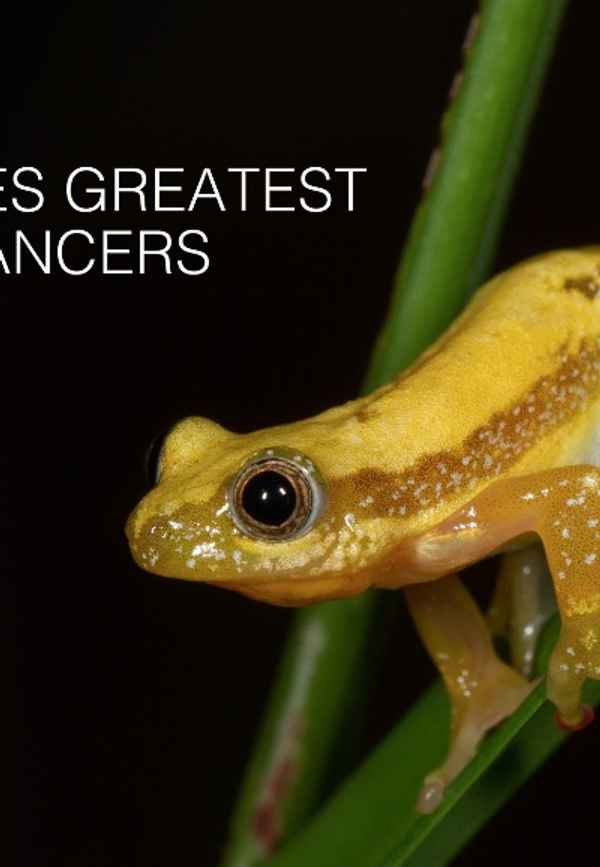 Nature’s Greatest Dancers Poster 7