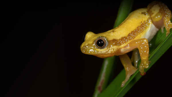 Nature’s Greatest Dancers Poster 1