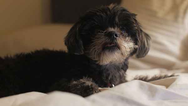 Norman Norman Poster 1