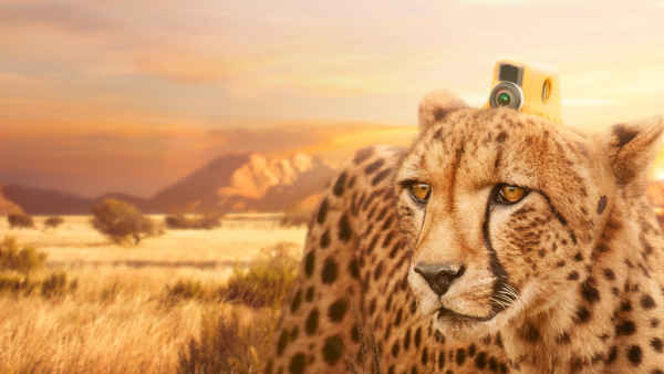 Animals with Cameras Poster 3