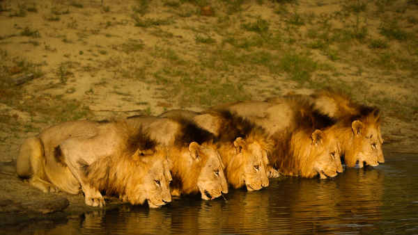 Brothers in Blood: Lions of Sabi Sand Poster 4