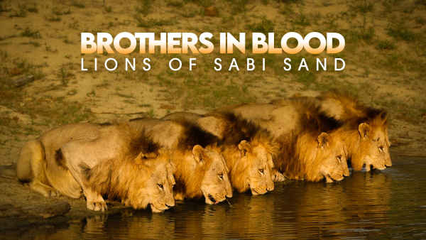 Brothers in Blood: Lions of Sabi Sand Poster 2