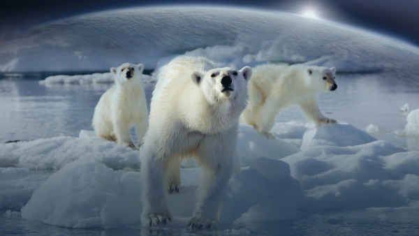 Frozen Planet Poster 2