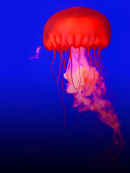 How Do Animals Do That Poster 5