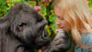Koko - The Gorilla Who Talks to People Poster 3