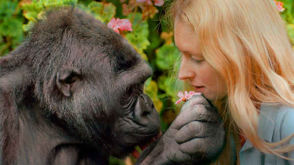 Koko - The Gorilla Who Talks to People Poster 3