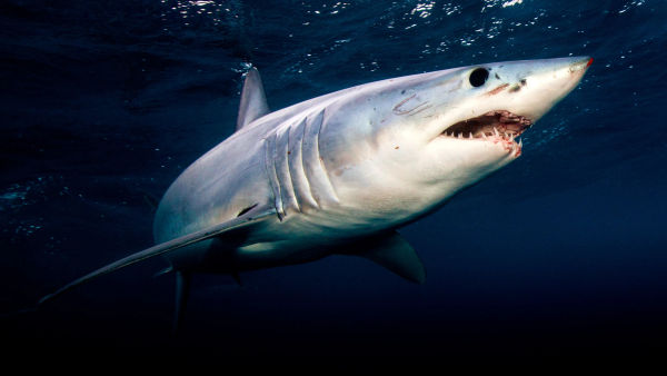 Monster Mako: Perfect Predator Poster 2