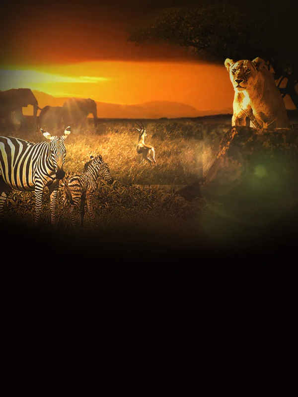 Surviving the Serengeti Poster 4