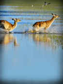 Wild Africa: Rivers of Life Poster 7