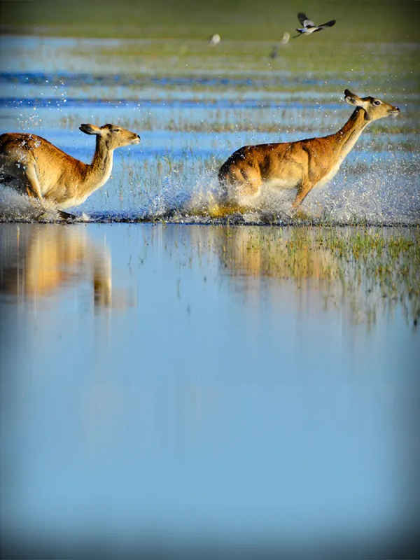 Wild Africa: Rivers of Life Poster 7