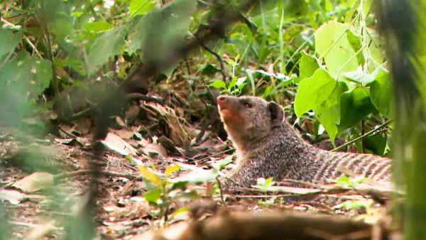 Wild Dynasties Poster 1