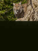 Wildest Europe Poster 7