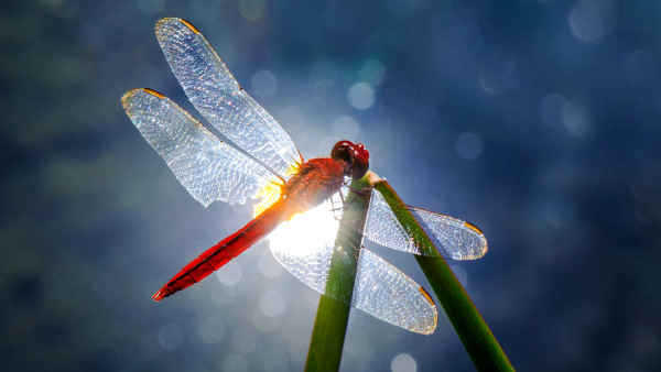 Wonders of Life Poster 3