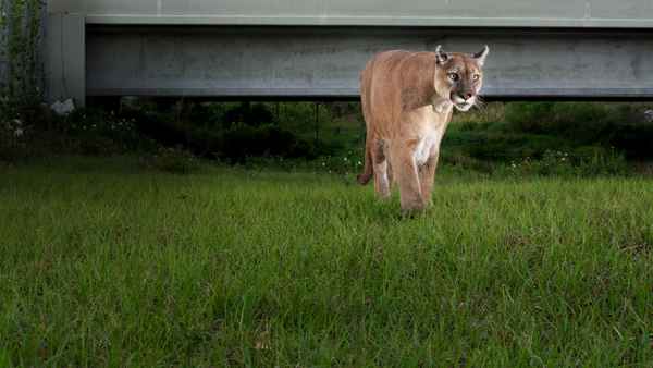 Path of the Panther Poster 2