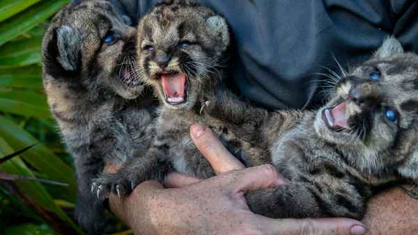 Path of the Panther Poster 5