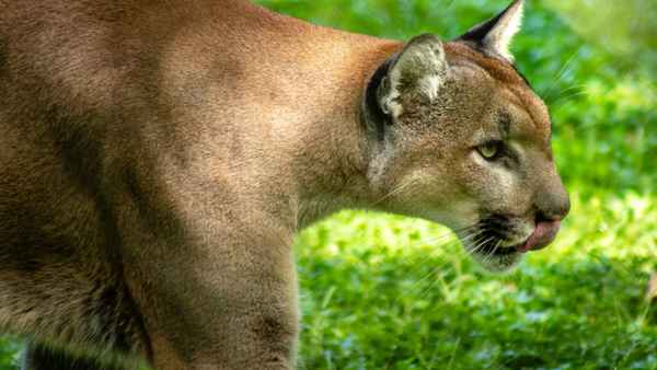 Path of the Panther Poster 4