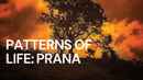 Patterns of Life: Prana Poster 2