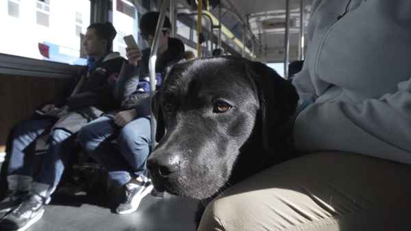 Pick of the Litter Poster 6