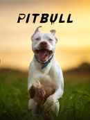 Pitbull Poster 1