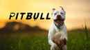 Pitbull Poster 3