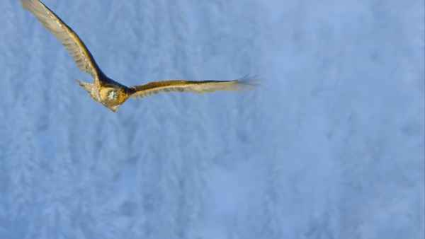 Planet Earth II Poster 1