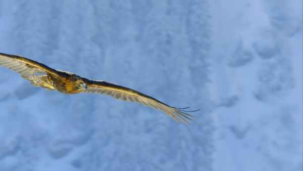 Planet Earth II Poster 2