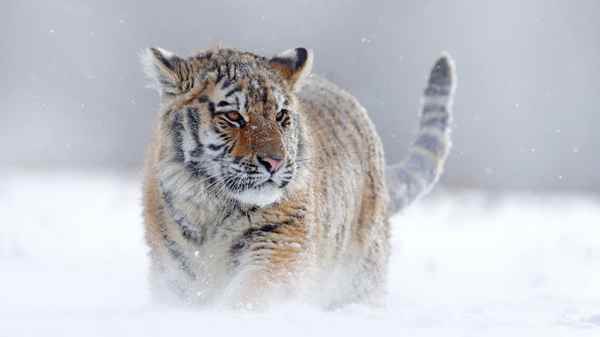 Planet Earth III Poster 4