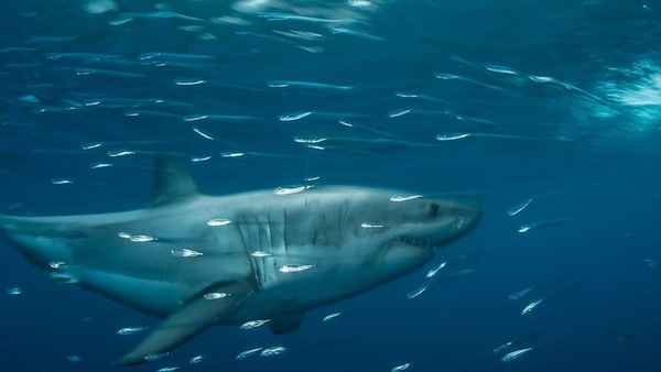 Planet Shark Poster 4