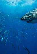 Planet Shark Poster 6