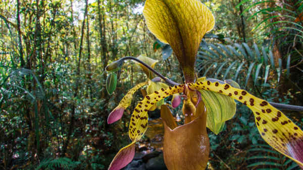Plants Behaving Badly Poster 2
