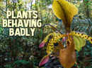 Plants Behaving Badly Poster 4