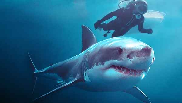 Playing with Sharks Poster 1