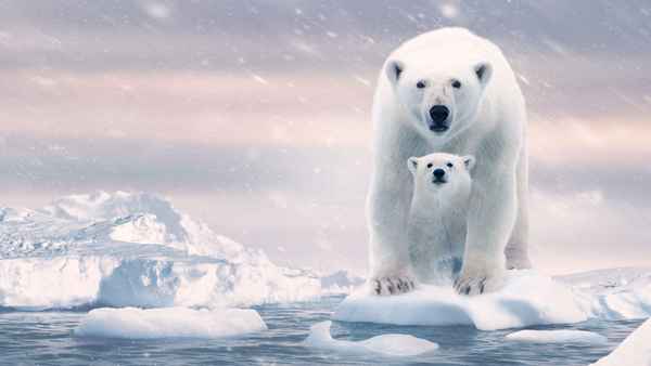 Polar Bear Poster 3