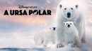 Polar Bear Poster 2
