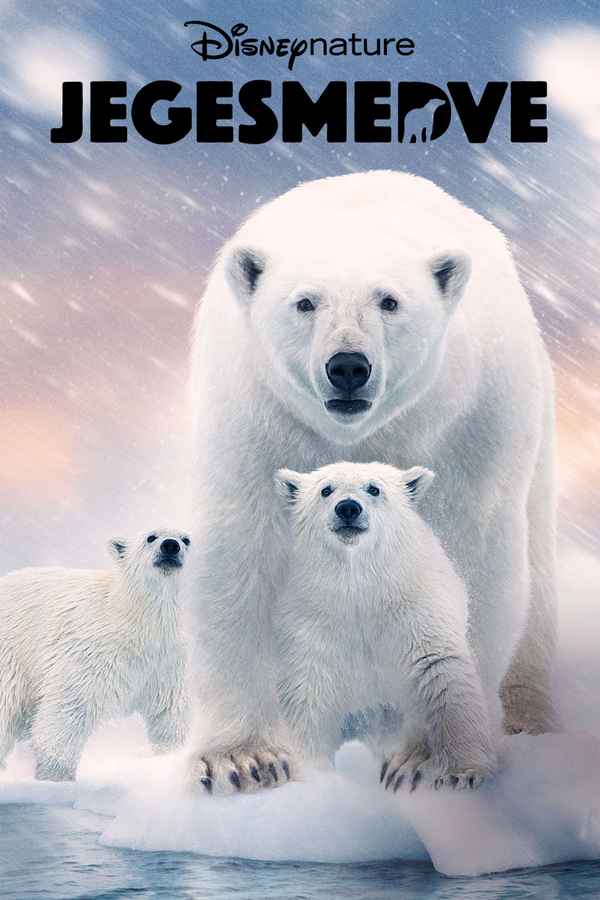 Polar Bear Poster 7