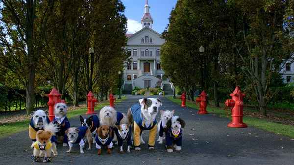 Pup Academy Poster 5