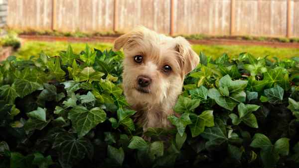 Puppy Place Poster 1