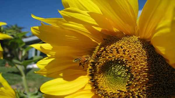 Queen of the Sun Poster 1