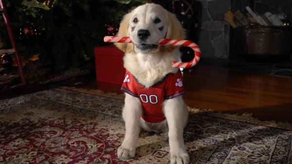 Santa Buddies Poster 1