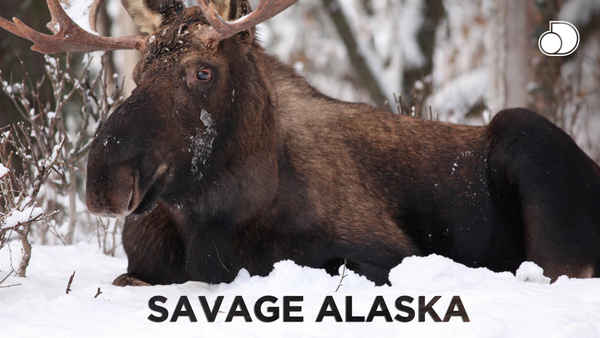 Savage Alaska Poster 1