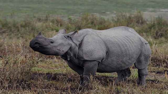 Save This Rhino