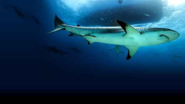 Saved From a Shark Poster 1